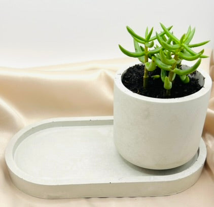 Big Brother Succulent Pot