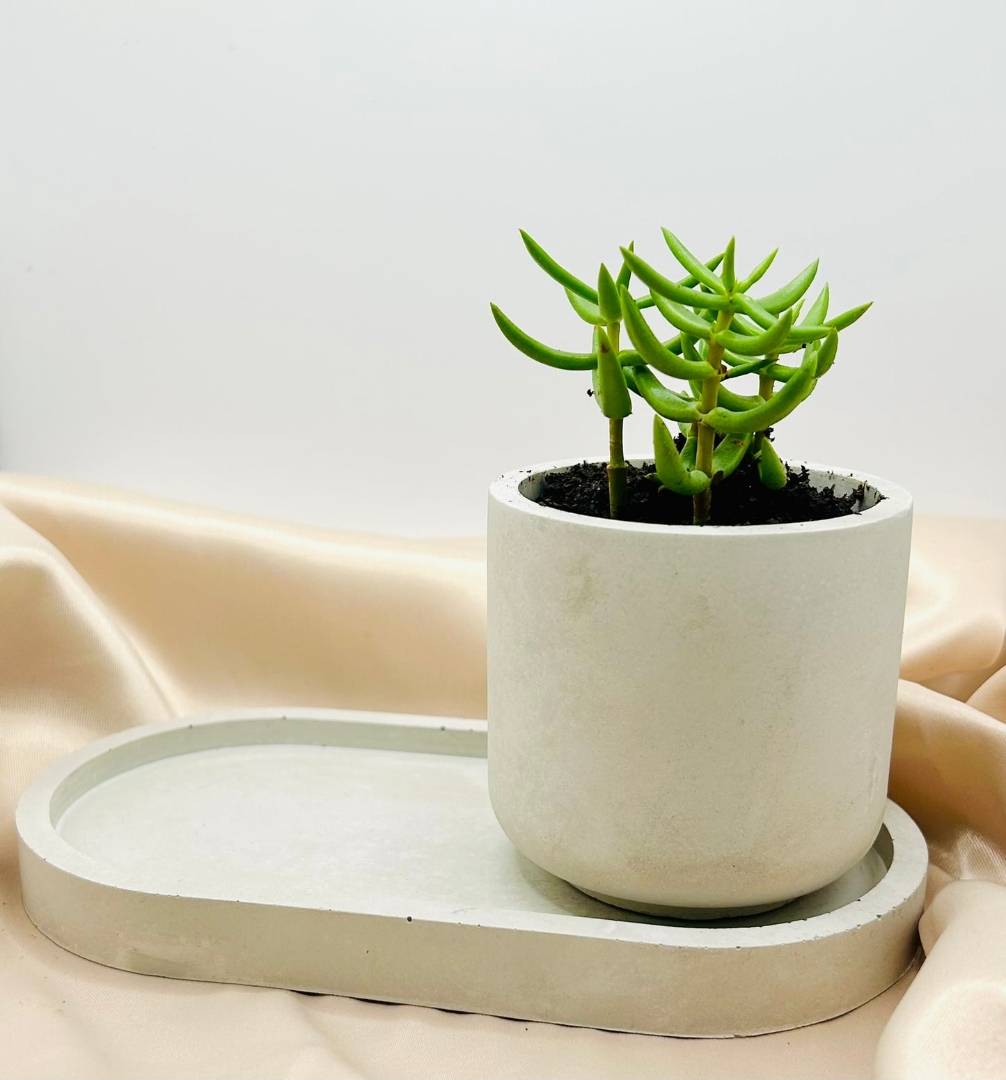 Big Brother Succulent Pot