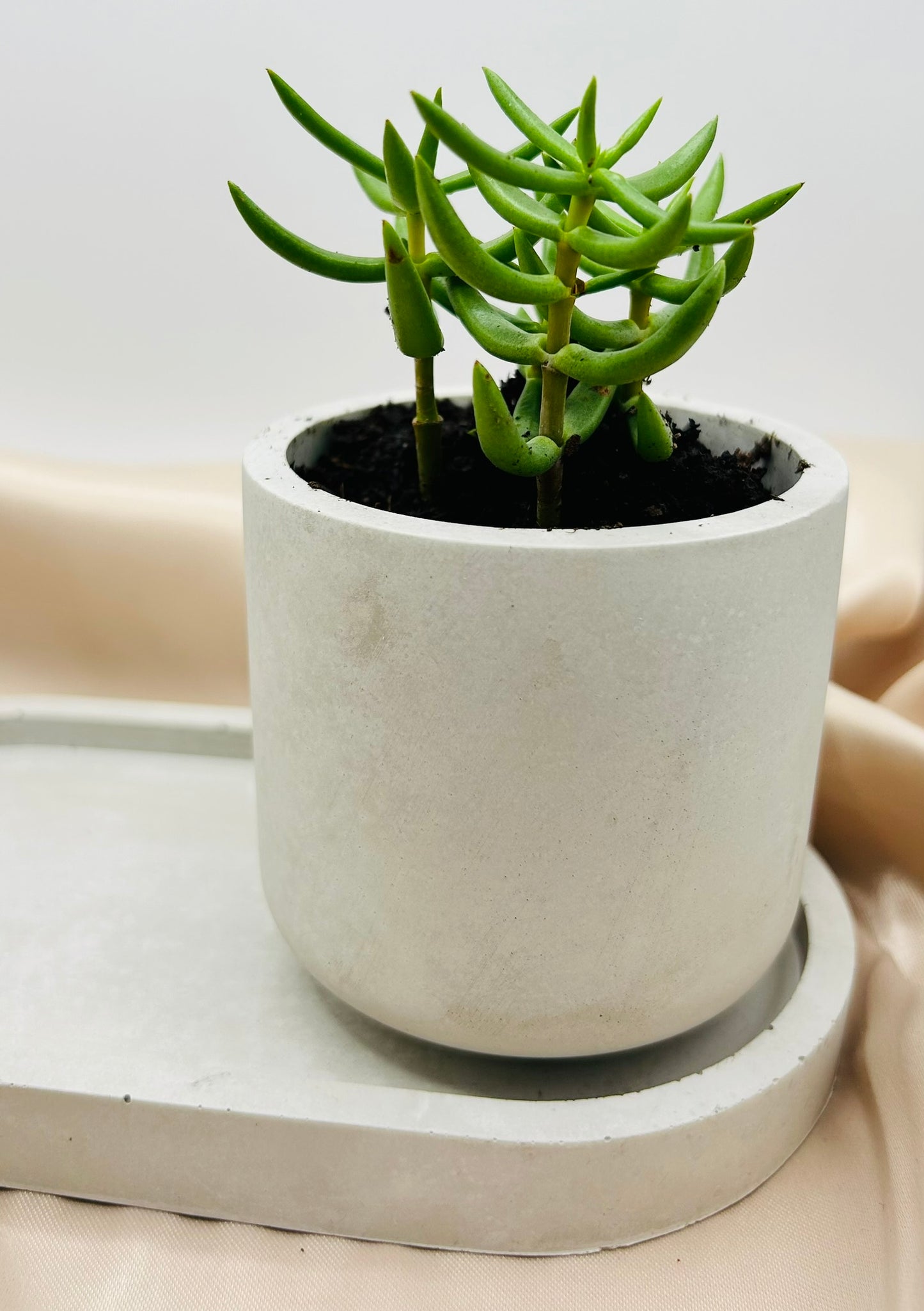 Big Brother Succulent Pot