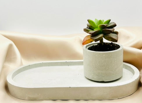 Mini Succulent Cement Pot