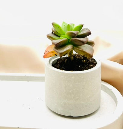 Mini Succulent Cement Pot
