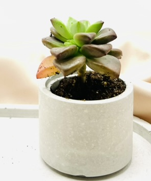 Mini Succulent Cement Pot
